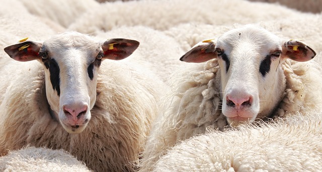 sheep Il governo crolla come Ponte Morandi