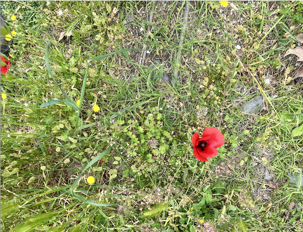 25 Aprile 80° Resistenza